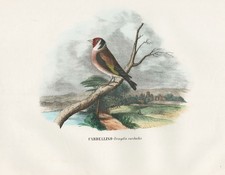 Fringilla carduelis Stieglitz Distelfink Vögel Lithographie litho Boschi 1863-79