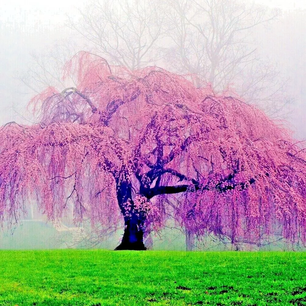 Japanese pink 2024 flower tree
