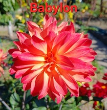 Semi di dalia fiori da giardino 10 semi 1,30€