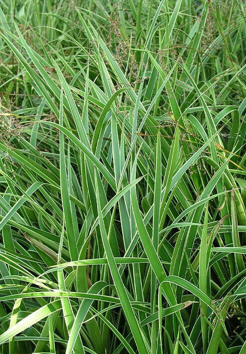 Luzula sylvatica 'Marginata' - Variegated Woodrush 9cm pot- Lot of 3 plants