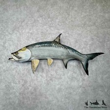 #31749 P | 75" Reproduction Atlantic Tarpon Saltwater Taxidermy Fish Mount Fo...