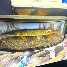 Taxidermy Pike Fish (Esox lucius) Standing Mount in Glass Display Case