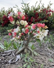 Japanese Chaenomeles Bonsai Tree (sale Size Is Pictures 2.3.4.5 )