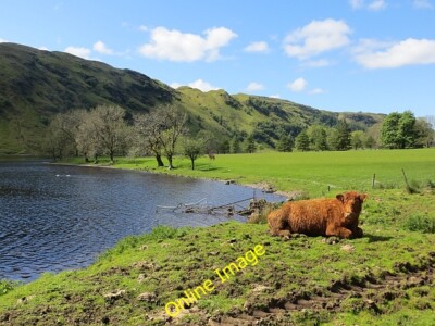 Photo 6x4 Loch Scammadale Cow lying by the loch. c2014