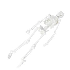 K&ouml;rpermodell Anatomisches Studienmodell Weibliches Anatomiemodell