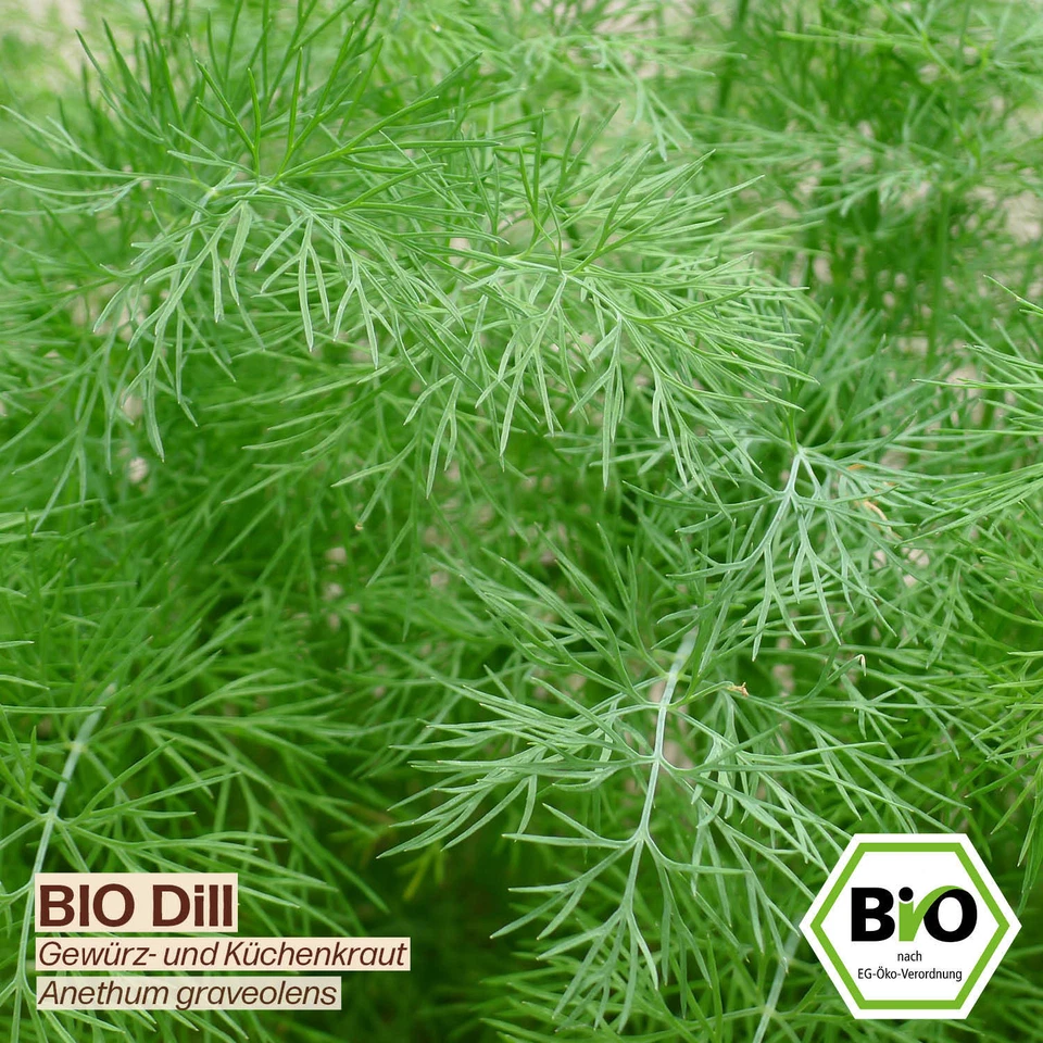 BIO Dill Samen Sorte Gewürzkraut Kräutersamen BIO Kräuter Saatgut samenfeste Dil - Bild 3 von 4