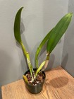 Lc. Newberry Firehouse `Mendenhall' Mericlone Cattleya Orchid Plant — photo 4