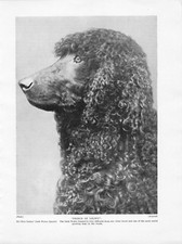 1934 Dog Print / Bookplate - IRISH WATER SPANIEL, Head Study "Prince of Liliwy"