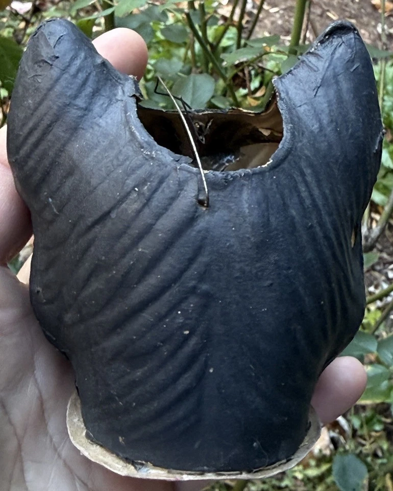 "Cinta de linterna de gato alemán JOL gato gato JOL papel prensado original temprano de 4""" Foto 3 de 4