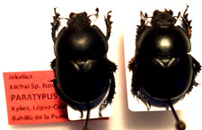 Jekelius klichai,pair,PT,Scarabaeidae