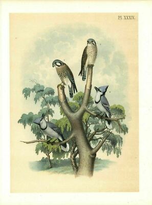 BIRDS 1878 SPARROW HAWK RUSTY CROWNED FALCON AND THE BLUE JAY PERCHED IN A TREE