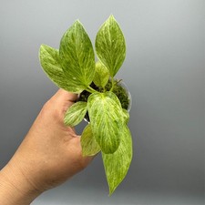 Homalomena Sulcata Cream Frost - Rare Plant #4