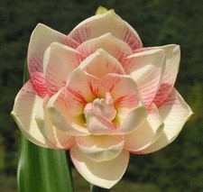 Amaryllis Double Flowering Bulbs pure cream flowers bulbs Pack of 3 Bulbs