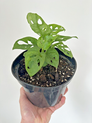 philodendron melanochrysum gelbe blätter Philodendron Melanochrysum main image 0