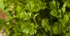 CHERVIL COMMON (ANTHRISCUS CEREFOLIUM) - 5 GRAMS - APPROX 2000