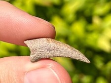 Madagascar Fossil Turtle Claw Rare Cretaceous Age Maevarano Formation