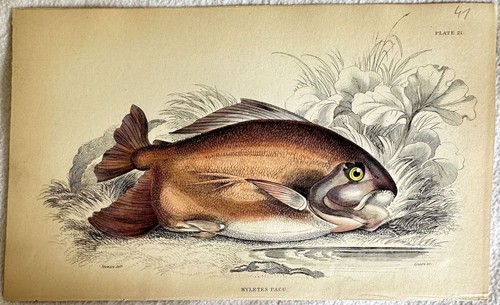 Myletes Pacu Pacu De La Guyane Guyana Poissons Ictiologie Lézard 1840 Ictiologie