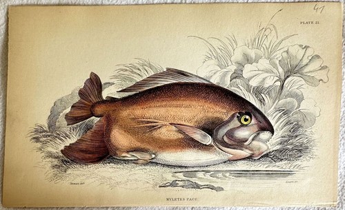 MYLETES PACU PACU DEL GUIANA GUYANA PESCI ITTIOLOGIA LIZARD 1840 - Afbeelding 1 van 1