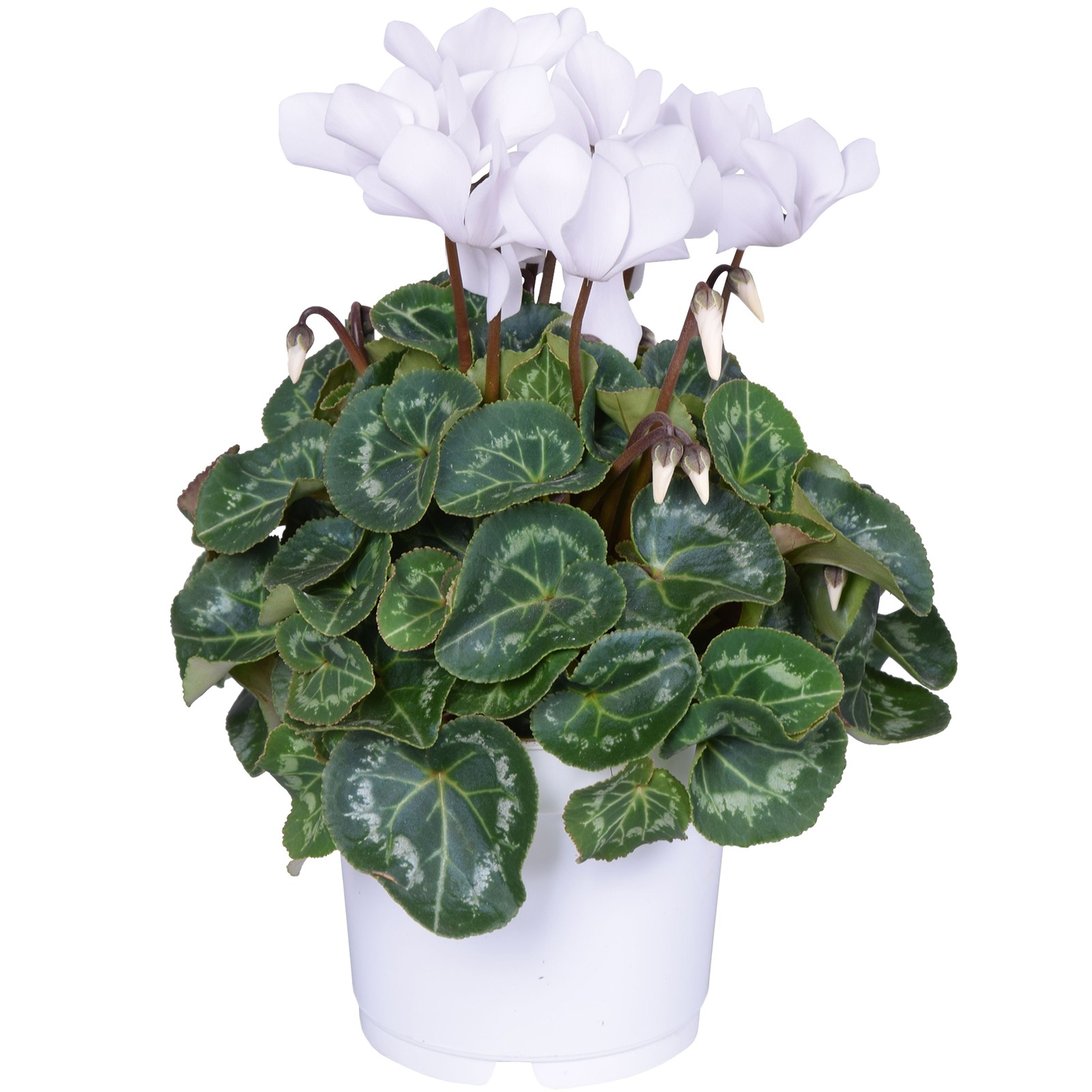 Cyclamen persicum Persian White | Hardy Herbaceous Plant Supplied in 12cm Pot