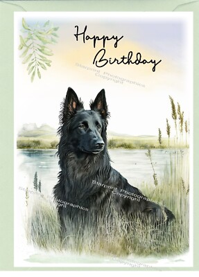 Geburtstagskarte Belgischer Schäferhund Groenendael (4''x 6'') - innen leer - Sternendruck