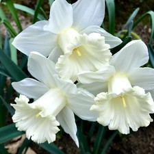 Daffodil Mount Hood Bulbs - White Narcissus Spring Perennials for