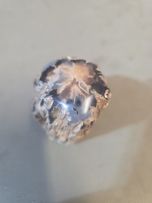 Blue Forest Petrified Wood Limb Cut 9.4 oz.