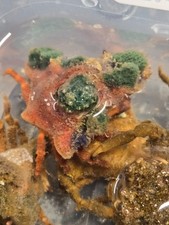 Decorator Crabs