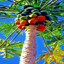 20 Caribbean "Red Lady" Carica Papaya Fruit Tree Seeds LARGE MELONS Indoor Plant