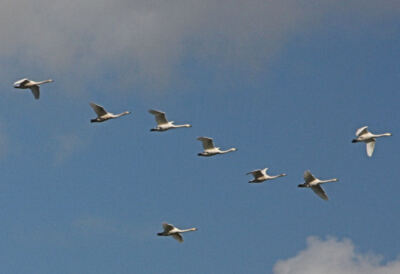 Foto 6x4 Schwäne im Flug an der Welney Hängebrücke Diese Schwäne waren fl c2008