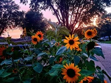 25+ Sunflower Seeds, All Sorts Mix, Mixture | Flower seeds, Non-GMO USA