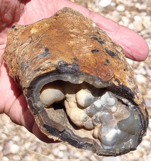 Old Collection Blue Forest Schinoxylon Stump Eocene Green River Wyoming