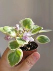 African Violet Pearl Delight  Leaf Chimera Trail PLANT — photo 4