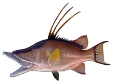 32" Hogfish (Hog Snapper) Half Mount Fish Replica - Quick Production