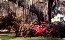 Spanish Moss Azaleas Winter Park Florida FL Postcard PM Orlando FL Cancel WOB
