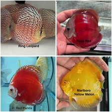 Pack of 4 Discus Fish 3.75  - 4  - Live Fish Aquarium Overnight Shipping