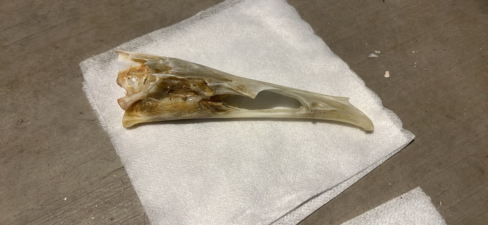 Pelican Skull