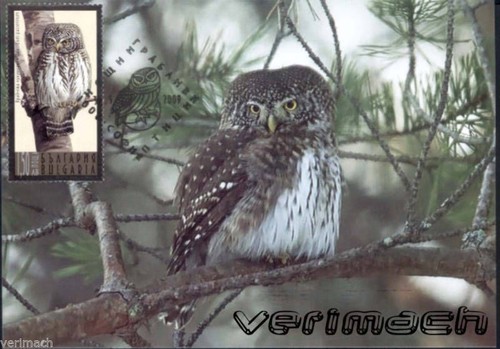 BULGARIA 2009 NIGHT BIRDS OF PRAY 4 MAXI CARDS - Picture 5 of 5