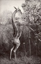 New York City Natural History Museum Gerenuk Gazelle ~ postcard sku643