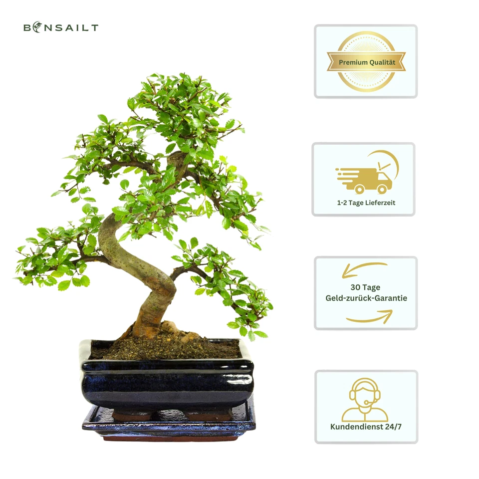 Bonsai Baum mit Keramik Blumentopf - Chinese Elm - ca. 8 Jahre ca. 32-40 cm hoch - Bild 4 von 4