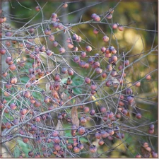American Persimmon | 6-100 Organic Seeds | Diospyros Virginiana | US Fruit