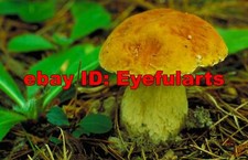 Mushrooms Corel Royalty-Free Stock Photo CD-ROM Disk USB