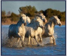 Four Horses running through water 36" panel by Quilting Treasures, 28658-B