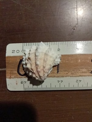 spiny oyster shell 1'' Half
