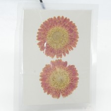 2PCS Real Pressed Dry daisy Flower, Large orange Flower Head for art FSS26 13