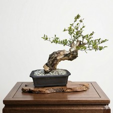 Bonsai di melograno grande