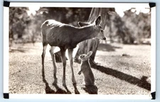 RPPC Deer & Bunny in Field - Postcard