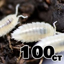 100+ Dwarf White Isopods (Trichorhina tomentosa) Bioactive Starter Colony