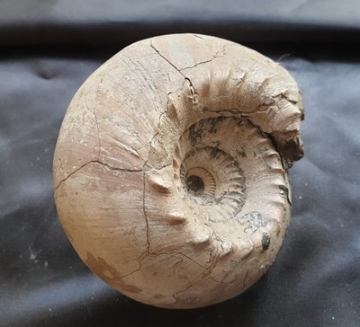 Dream Cadoceras elatmae - Dogger (Callovium) - Mother of Pearl Bowl - Russia - Ammonite