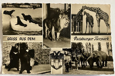 2174 - greeting from the Duisburg zoo, lion l...