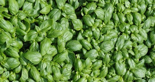 ☺500 graines de basilic Italien à grandes feuilles - 第 1/1 張圖片